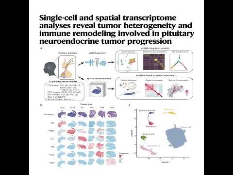 149-垂体神经内分泌瘤的单细胞与空间转录组分析