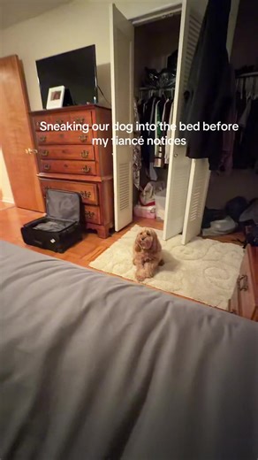 U can tell who grew up with dogs and who didn’t😭 do dogs belong in the bed?? #dog #cockapoo #funny #fyp