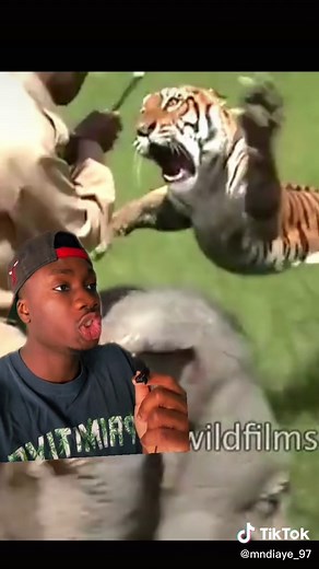 The real MVP is the elephant for nearly taking a tiger to the face and not flinching #tiger#nature#truestory#scary