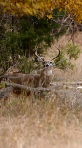 5.7K views · 2.3K reactions | BEAUTIFUL_Buck_Hitting_A_Licking_Branch!!_#shorts_CP05C4iJNyYcc #adventure #travel #bird #travelphotography #ocean #wildlifephotography #wildlife #birds #art #picoftheday #naturelovers #mountains #photography #hiking #naturephotography #nikon #love #outdoors #explore #wanderlust #beautiful #instagood #landscape #nature #photographer #photooftheday #animals | Viral video | Facebook
