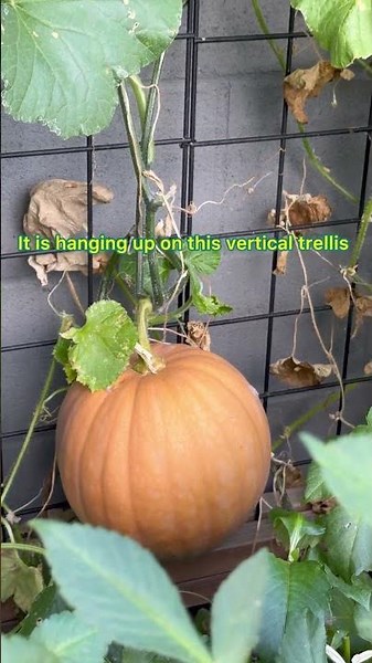 maximize Small Space Gardening Using Vertical Gardening Tips