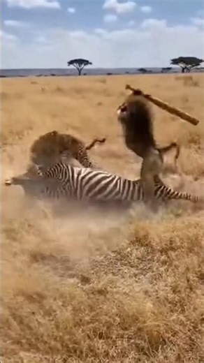 Funny Moments: Hero Baboon vs Leopard 🐒🐆 영웅 개코원숭이 vs 표범 #funny #animals