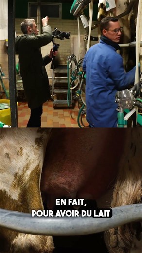 The different steps to milk a cow! #cow #milk #dairy #farmers