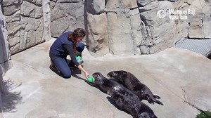 445K views · 17K reactions | Being a sea otter aquarist isn’t all fun and games—but it does kinda look that way! Our sea otter team creates an ever-changing assortment of daily puzzles and challenges to enrich the lives of our feisty and inquisitive otters. | Monterey Bay Aquarium | Facebook