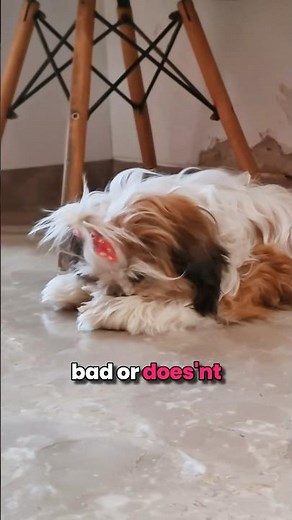 Shih Tzu Licking or chewing it's paws? Watch this!