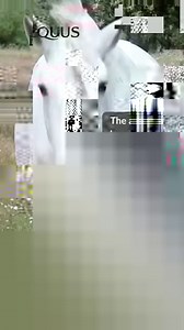 54K views · 645 reactions | Just as with human athletes, horses can develop chronic pain and soreness issues. Sometimes that pain has obvious signs: lame steps, crow hopping or pinned ears. But often, the symptoms of pain are subtle. Do you know if your horse is hurting? In this video series from EQUUS Prime, bodyworker Mandy Hagler explains how to evaluate horses for pain. | Equus Magazine | Facebook