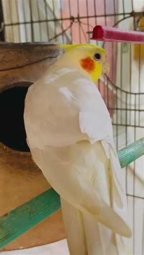 cute talking cockatiel bird #talkingparot #birdsounds #bird #mimicryvideo #birdmimicry