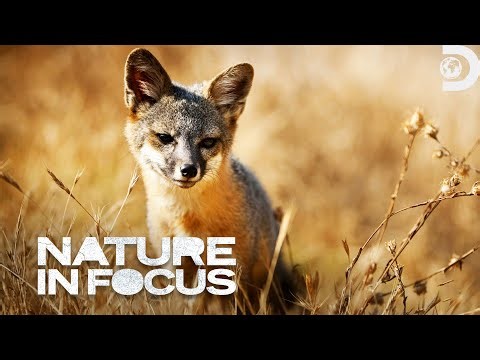 Channel Island Fox | Nature In Focus