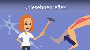 Kniesehnenreflex Funktion