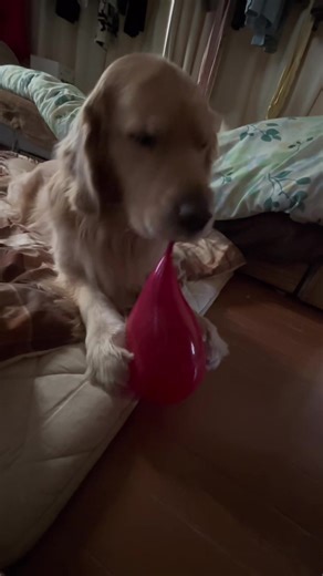 ゴールデンレトリバーの悲劇の瞬間