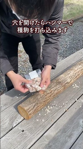 【原木しいたけ栽培にチャレンジしよう！その1 】準備•駒打ち•仮伏せ／はじめての原木しいたけ栽培 #しいたけ栽培 #森産業 #森のきのこ倶楽部 #家庭菜園 #shorts