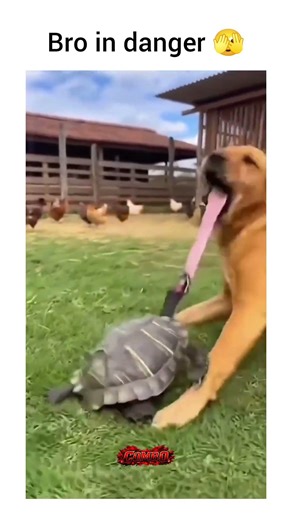 Turtle Took the Dog’s Tongue?! 😂🐢🐶 | Funny Viral Edit #shorts