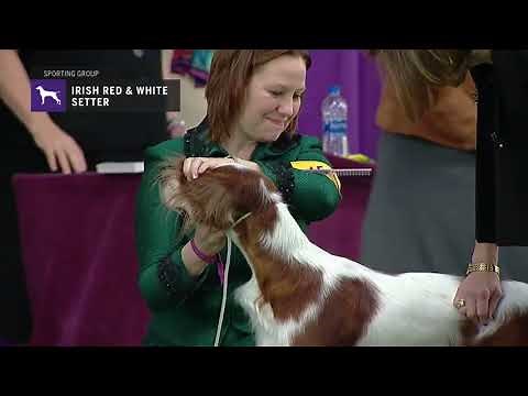 Setters (Irish Red and White) | Breed Judging 2019