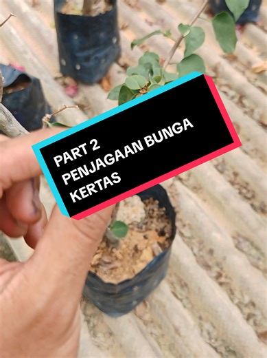 Tips Penjagaan Bunga Kertas untuk Pucuk Lebat