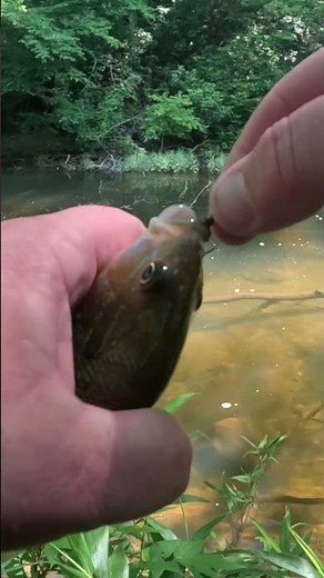 Creek fishing