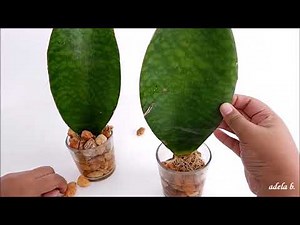 Sansevieria Masoniana Growing in Water and Care + DIY Wall Hanging Decor (Whale Fin Snake Plant)