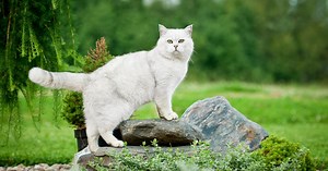 Mon chat ne veut plus rentrer à la maison, que faire ?