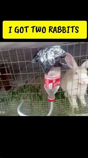 Meet My First Rabbit Pair🐇 #rabbit