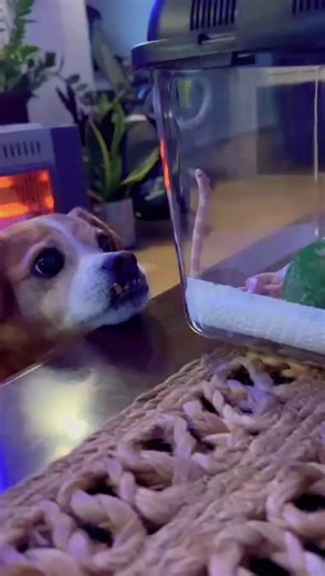 True Love Story of Honey and Phoebe