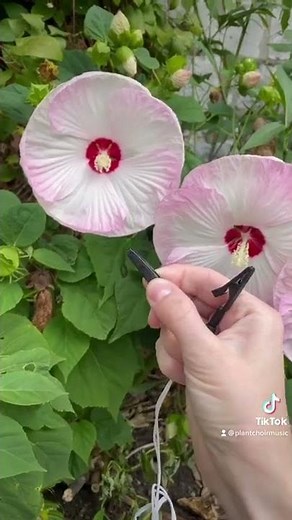 Listen to the sound of the electricity made from this plant!