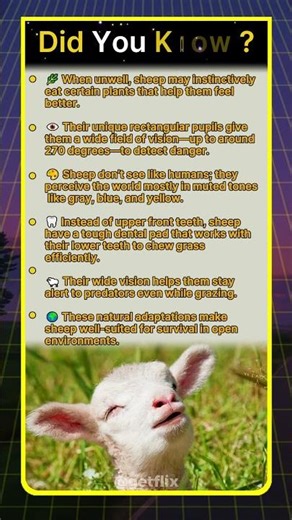 Sheep Have 270° Vision to Spot Predators 👀🐑