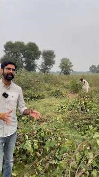 Cotton Harvesting and Sowing of Rabi Crops #Crops #CottonHarvesting #Rabi #Harvesting