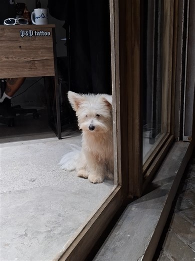 The Challenges of a Maltese Pomeranian Mix