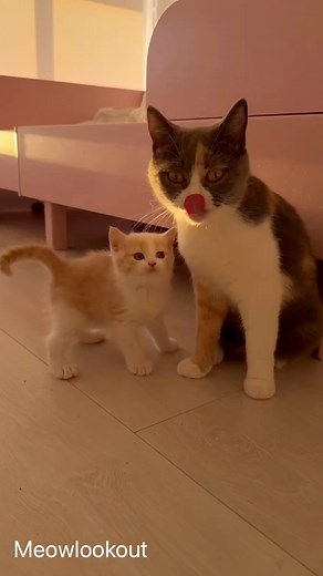 160K views · 6.3K reactions | OMG so Beautiful cat n kitty ❤️ #kitty #catlovers #love #cat #pet #catlover #cute | Meow Lookout | Facebook