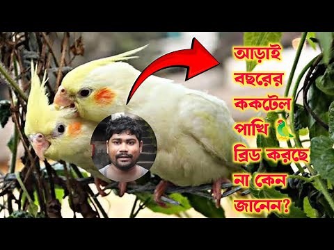 How to Breed Cockatiels & Tell the Difference Between Males & Females