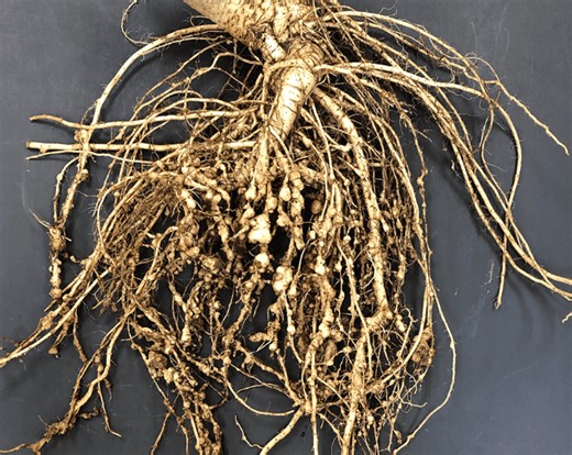 Root-knot Nematode: Identifying Symptoms, Causes, and Effective Treatments for Your Garden - Care Guide | ForwardPlant