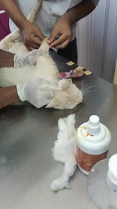 Picking kids back from boarding. Prayers required | PAWS Rescue