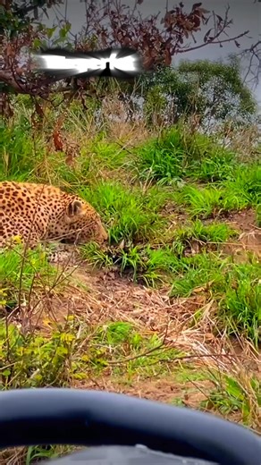 Safari moja Matata - Leading Safari Tours Agency in Tanzania on Instagram: "Selous • Mikumi • Udzungwa • Ruaha Are you ready to go beyond the ordinary? Escape the crowds and step into the raw, untouched beauty of Tanzania’s Southern Circuit. This is a 13-day gateaway immersion adventure into the wild. Trip Highlights: Boat Safari on the Rufiji River: Watch hippos and crocodiles at sunset in the vast Nyerere nationl Park. Walking Safari: Feel the thrill of tracking wildlife on foot with an armed 