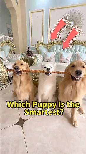Dog IQ Test - Which Puppy Is the Smartest?