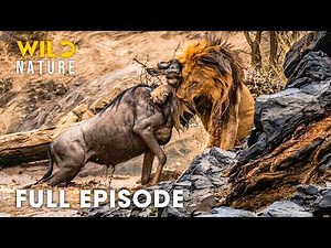 Serengeti (Full Episode) | Survival Showdown In Deadliest Great Migration | nature documentary