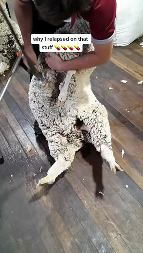 I do not glorify or promote the use of anything to anyone, this is for educational purposes. #shearing #sheep #farm #sheepshearing