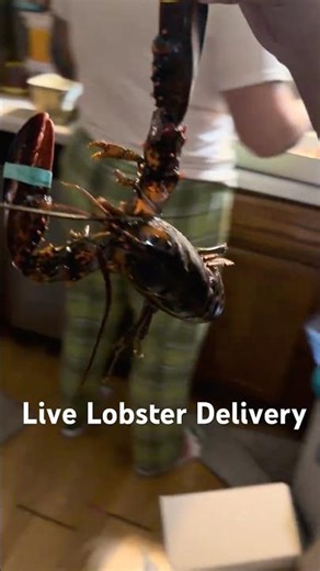 Fresh Live Lobster Delivered Right to Our Door — Ultimate Seafood Experience!