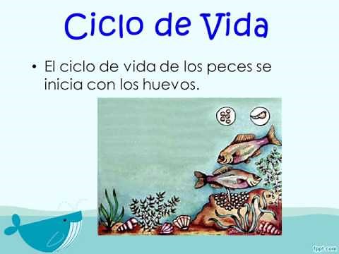 Ciclo de Vida de los Peces