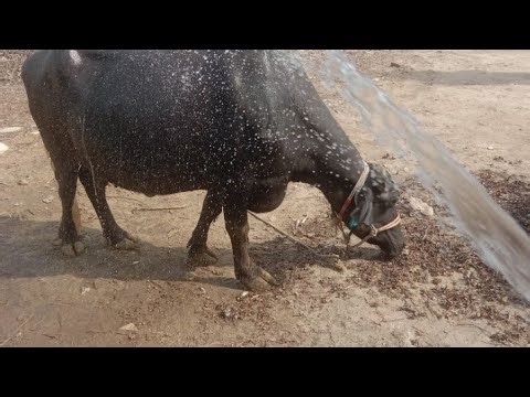 Dehati Log is live Buffalo Buffalo | Baby WaSh Video 🐂🐂🐂😍😍😍