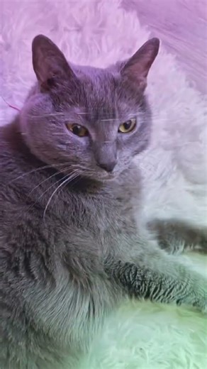 (Fall from the sky) flea edit #cat