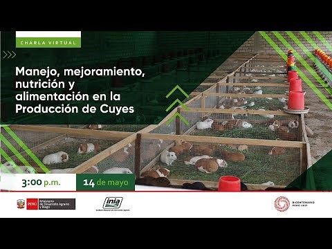 Manejo, mejoramiento, nutrición y alimentación en la Producción de Cuyes