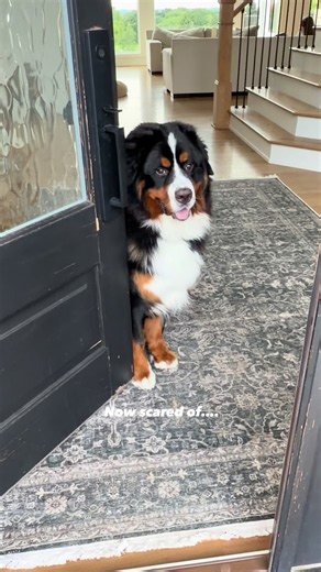 To be honest, he’s scary! #bernesemountaindog #dogsoftiktok #funnydog #scaredycat