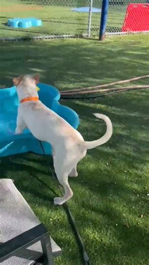 3.2K views · 168 reactions | Adopted!!! SPLOTCH HAS BEEN GIVEN 3...