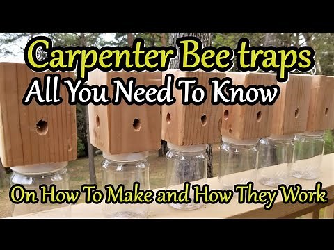 CARPENTER BEE TRAPS, How to make them and How they work, ALL YOU NEED TO KNOW