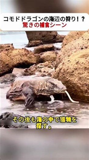Komodo dragons hunting on the beach!? Amazing predation scene #KomodoDragon #Wildlife #Predation ...