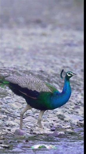 Morning Wildlife water Drinking# #birds #peacock