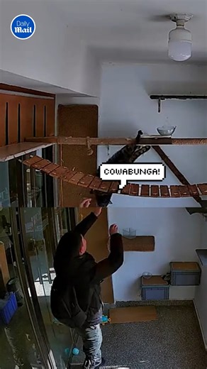 Cat gymnastics at its finest! 😹 | Daily Mail Video