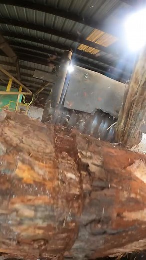 Sit back and watch as the HMC debarker eats the bark off this 30 inch diameter pine. These bearings is where prolube extreme ep grease belongs. #foryou #foryoupage #sawmill #reaction #watch #equipment #prolube #prolubeoiltreatment #prolubeextremegrease #prolubeproducts #prolubeoil #fyp #heavyequipment | Florence Marigold