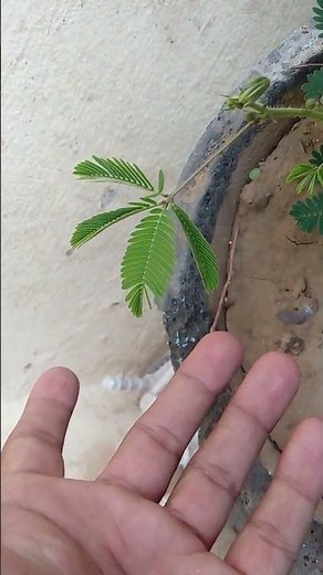 “Touch me not” plant (mimosa pudica) by Naveen Kumar