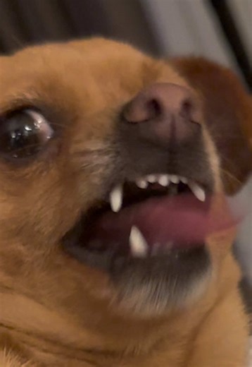 I cannot stop laughing | Funny Videos To Laugh