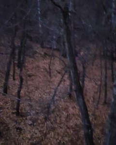 First morning sit of the season, me and my squirrel buddy just hanging out testing my heart rate, does and a calf moose on the camera so made a mock scrape and licking branch will come back in a few days and see whats hanging around.... ~ Saskatchewan | Beastmode Bowhunting
